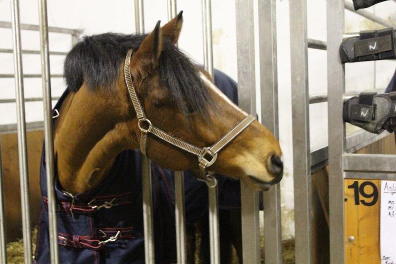 Holstener Chance billede 2