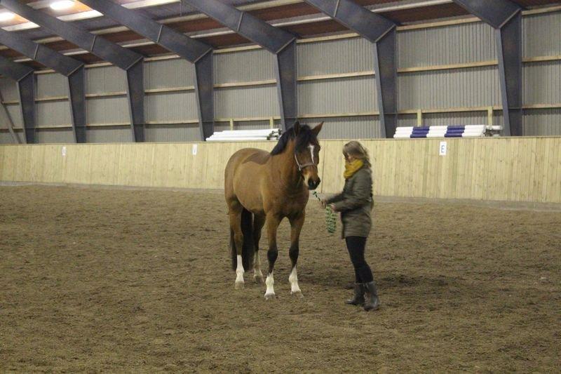 Holstener Chance billede 3