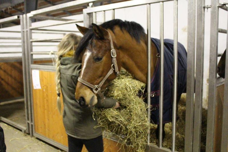 Holstener Chance billede 4