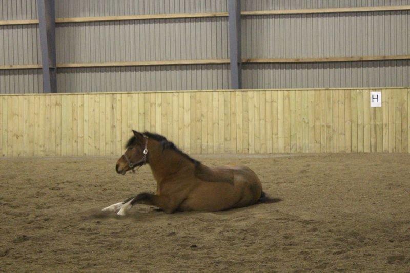 Holstener Chance billede 5