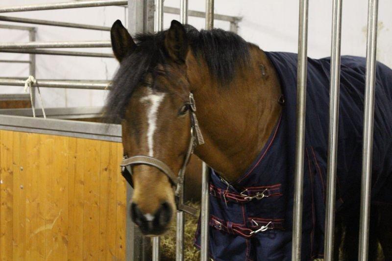 Holstener Chance billede 6