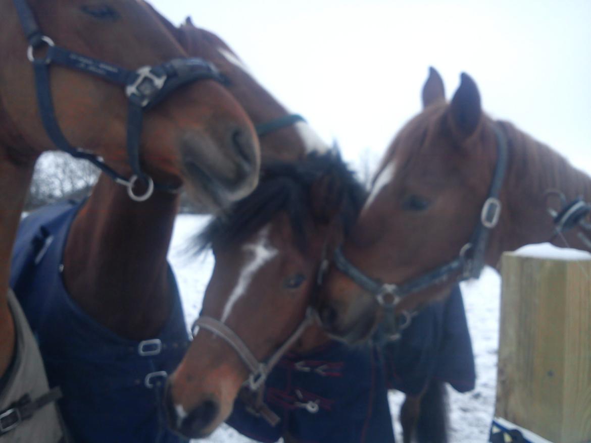 Holstener Chance billede 7