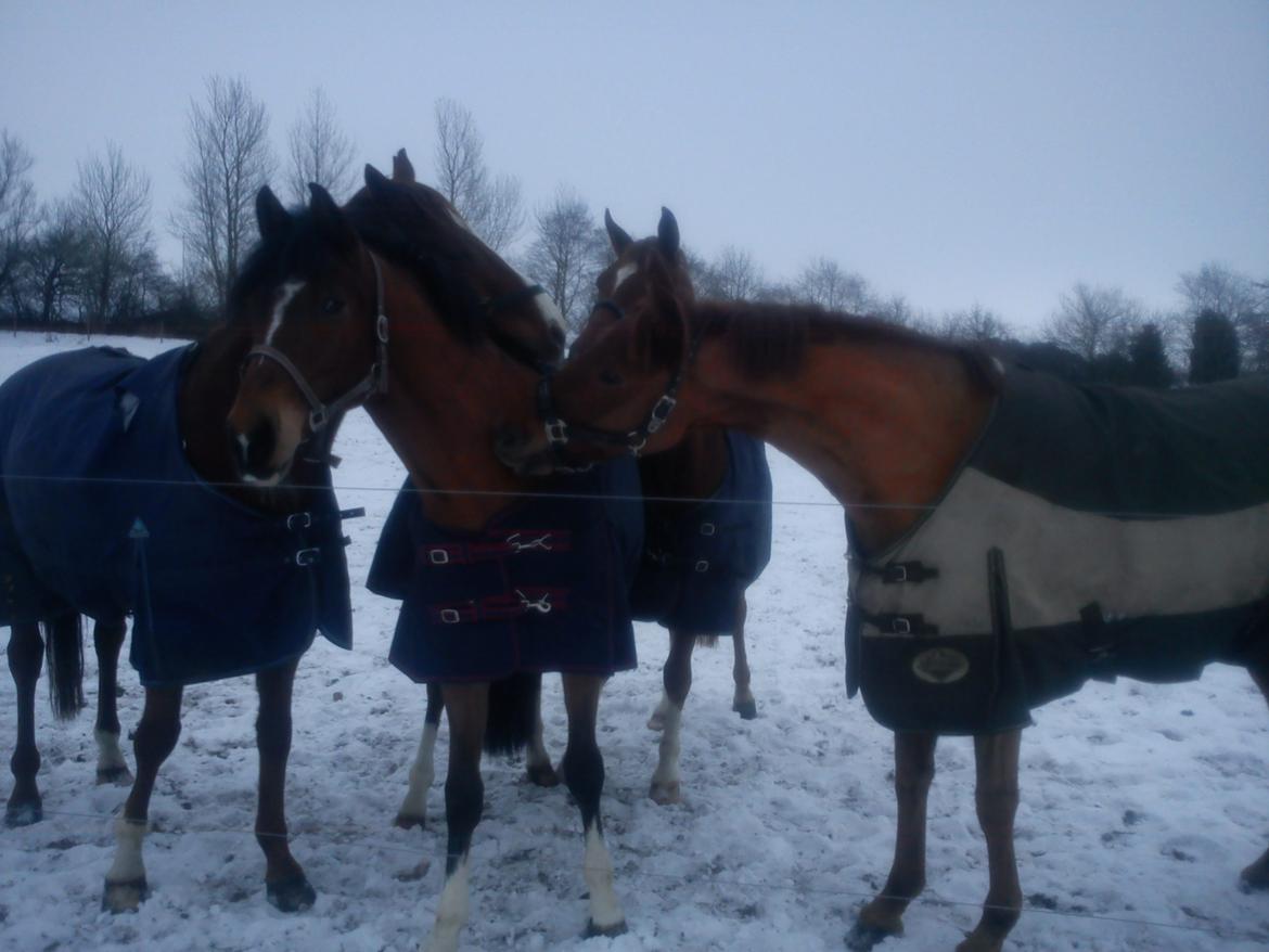 Holstener Chance billede 8