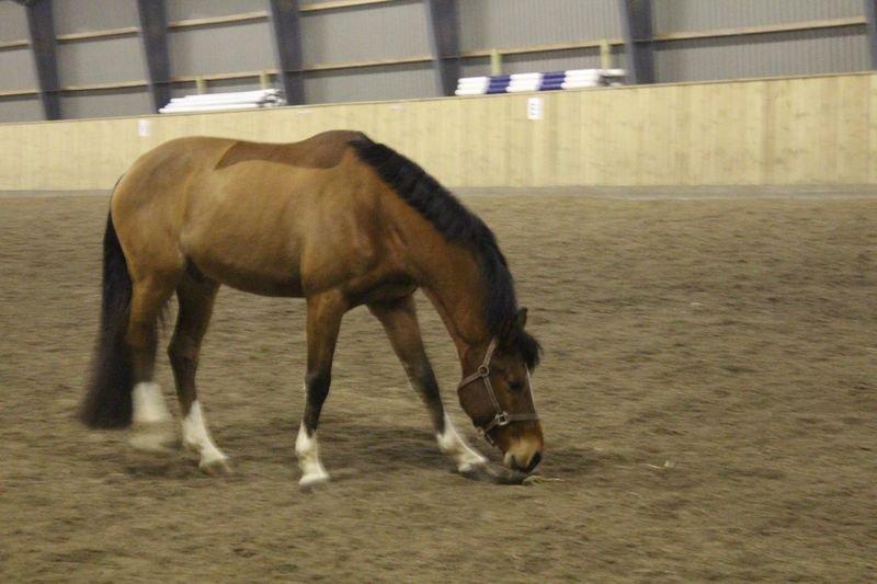 Holstener Chance billede 9