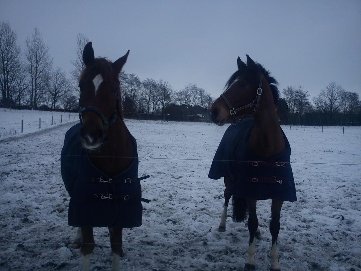 Holstener Chance billede 10