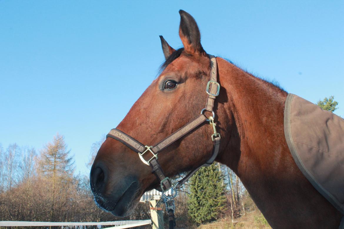 Holstener Castano billede 7