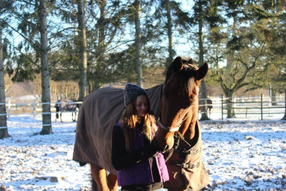 Holstener Castano billede 8