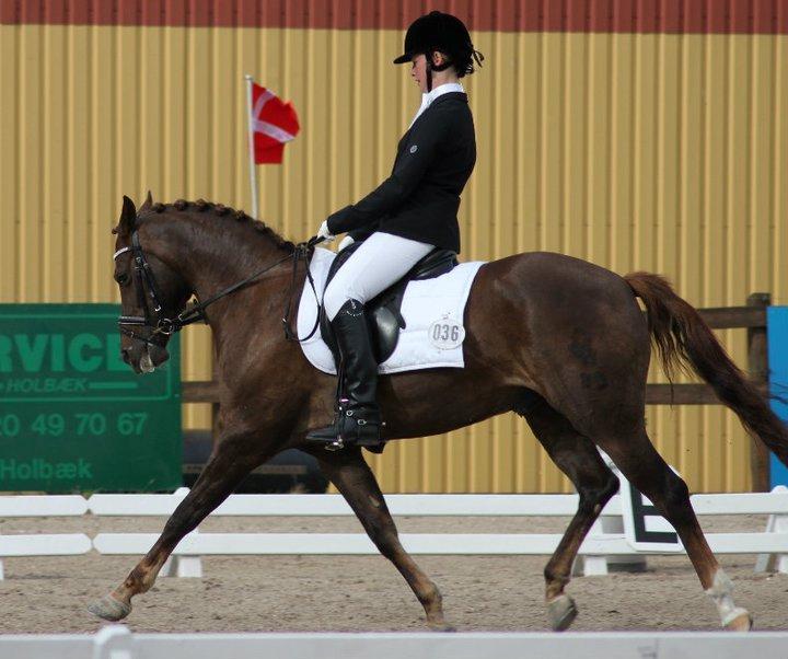 Tysk Sportspony Swing king - Landstævne billede 1