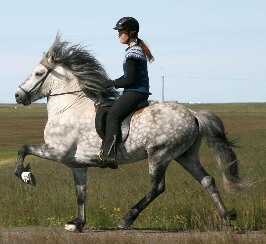 Islænder Ísak frá Oddhóli billede 13