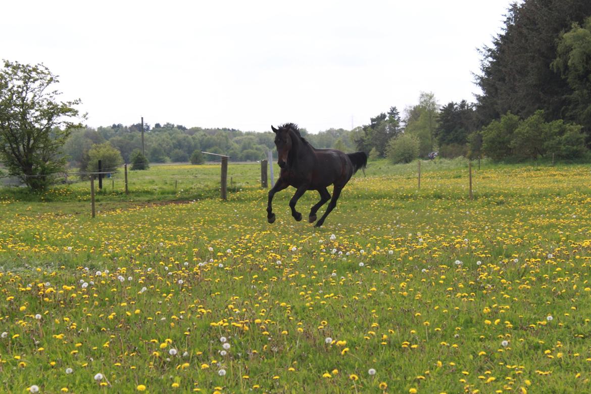 Oldenborg Selta Højbo - Selta på fold foråret 2012 :-) billede 4