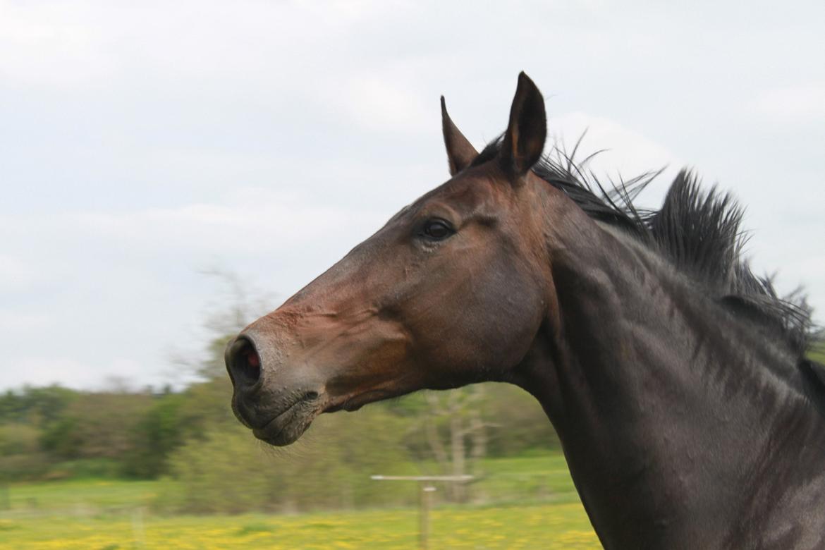 Oldenborg Selta Højbo - Selta på fold, sommeren 2012 billede 20