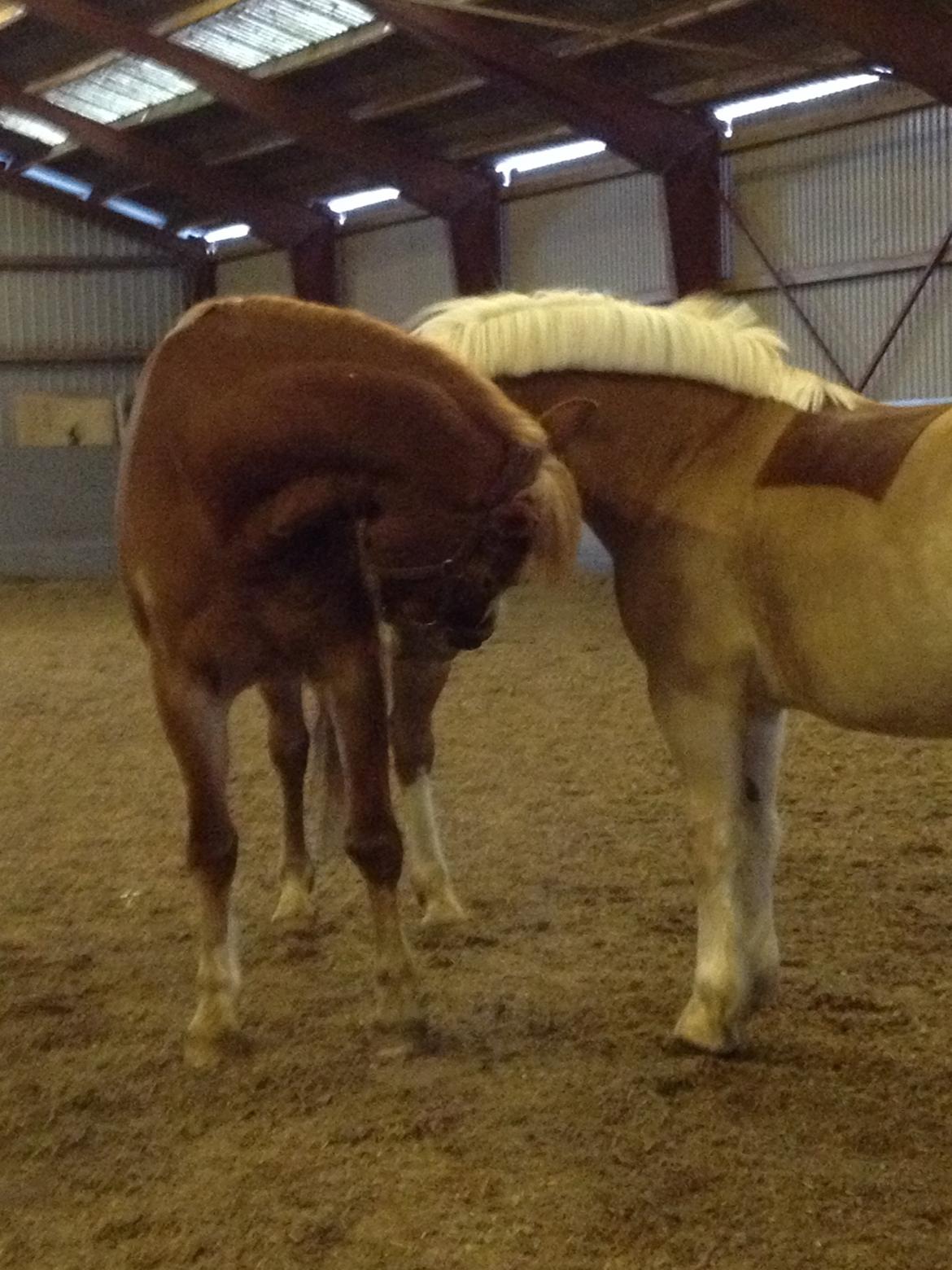 Anden særlig race Casmir - Casmir's bedste ven.<3 billede 3