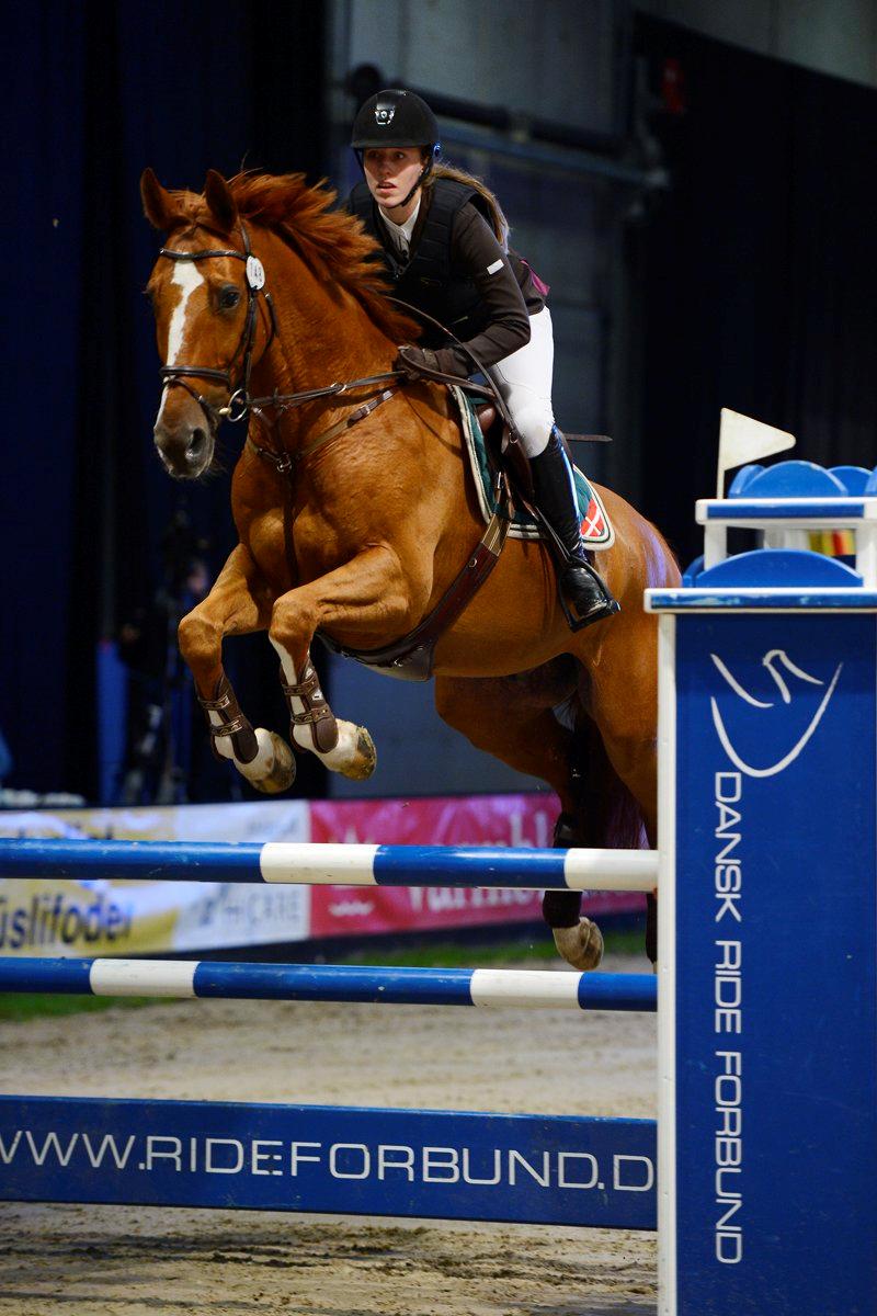 Hollandsk Varmblod Udo - Udo og jeg til JBK i LA**, her fik vi en 4. plads ud af 50 starter. Foto: Wiegaarden billede 2