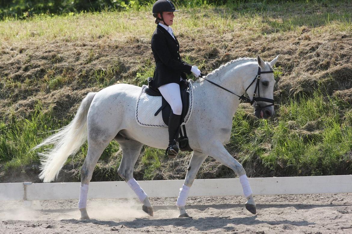 Belgisk Sportspony Decision (Solgt) - Des til Københavnsmesterskaberne finale i LB3, vi fik en samlet 6. plads, men et noget spændt ridt lige der :) Foto: Wiegaarden billede 11