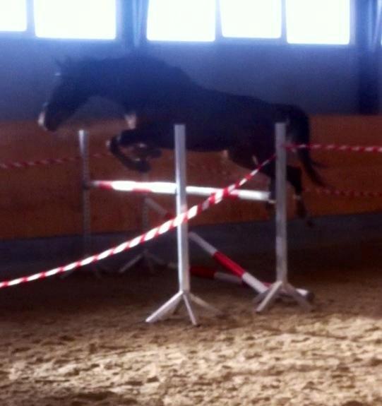 Dansk Varmblod Stenlandsdals Malou R.I.P  - Malou springer 1.20 til løsspring billede 1