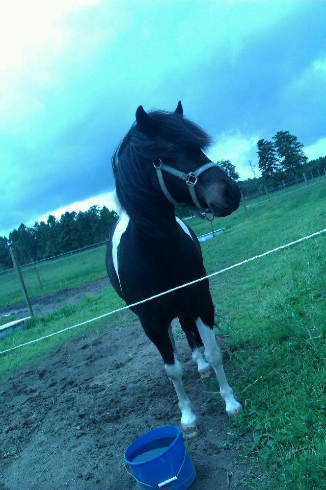 Anden særlig race Hammi (Den Lækre<3) billede 1