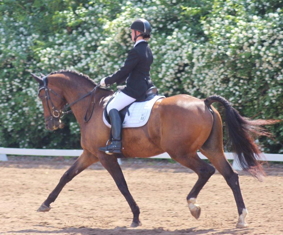 Dansk Varmblod Swingking havdal billede 13