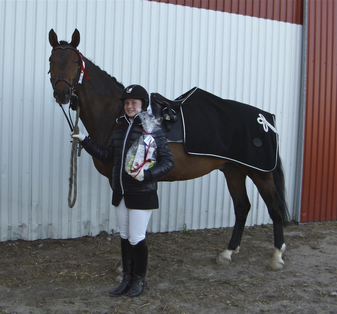 Dansk Varmblod Swingking havdal billede 14