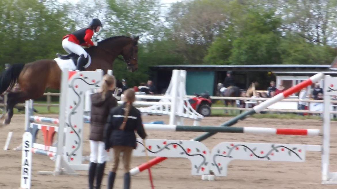Dansk Varmblod Swingking havdal billede 15