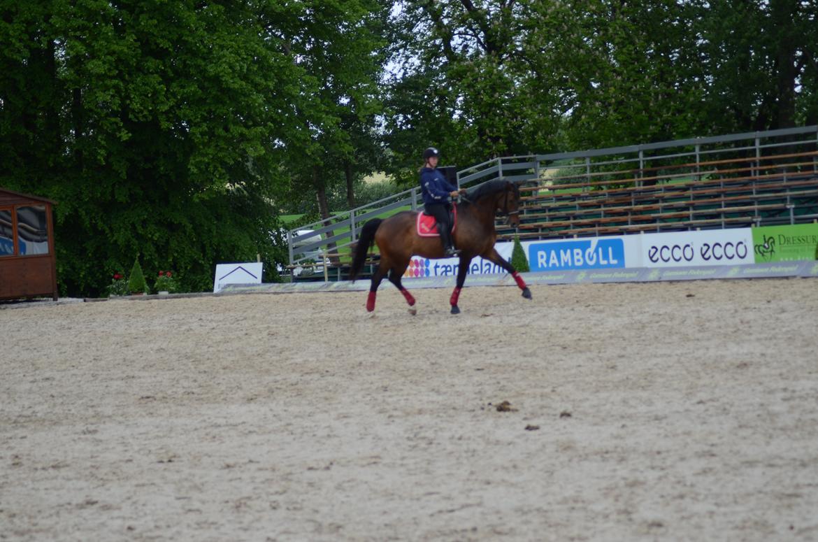 Dansk Varmblod Swingking havdal - DM 2012 billede 16