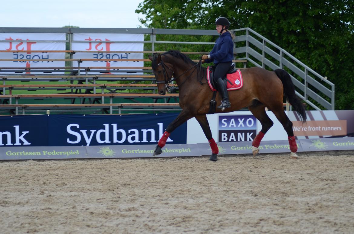 Dansk Varmblod Swingking havdal - DM 2012 billede 17