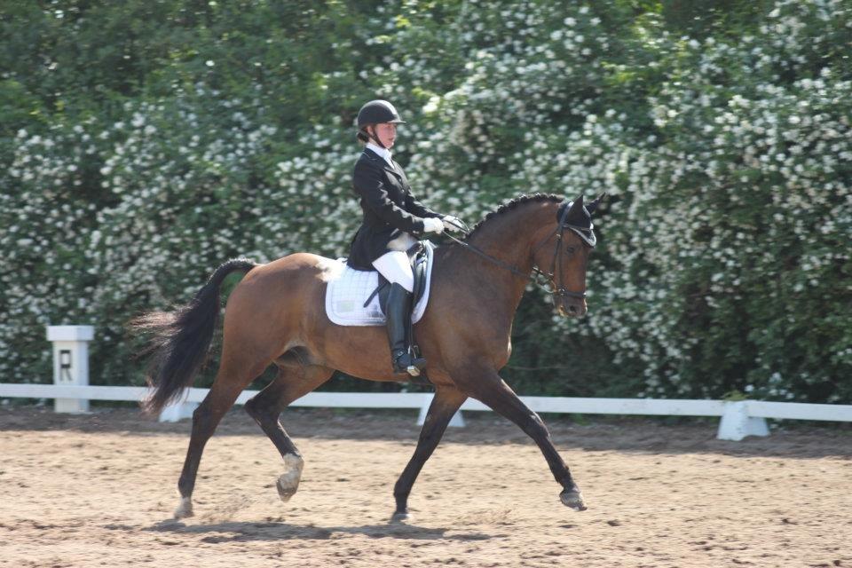 Dansk Varmblod Swingking havdal billede 18