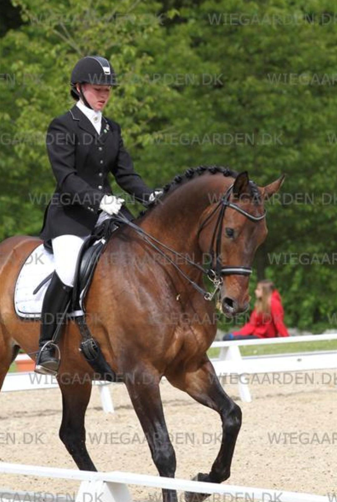 Dansk Varmblod Swingking havdal - DM 2012 billede 3