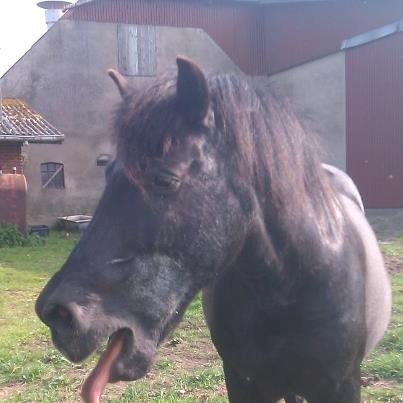Anden særlig race Lukas - gabbbbbb!!!! billede 2