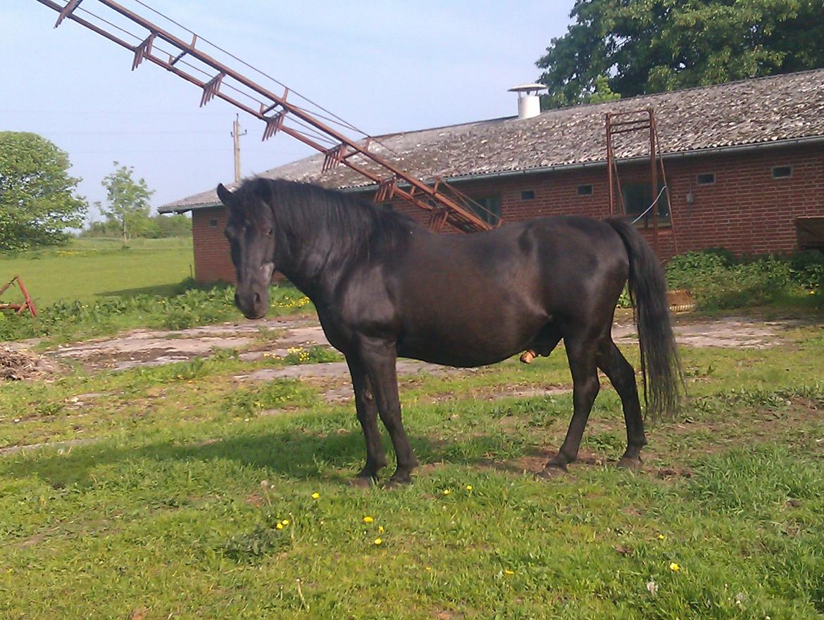 Anden særlig race Lukas - smukke lukas!!<3<3 billede 3