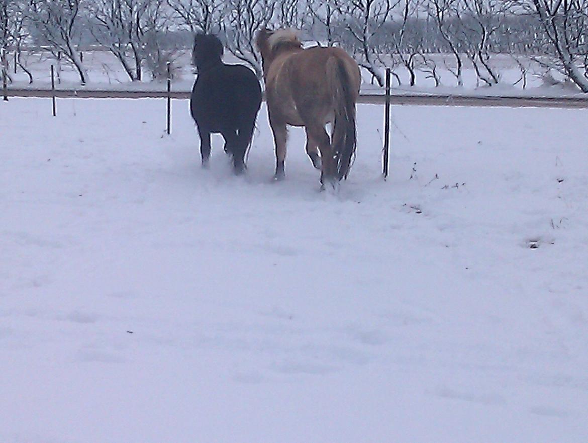Anden særlig race Lukas - når enden er god er ALTING godt!! billede 7