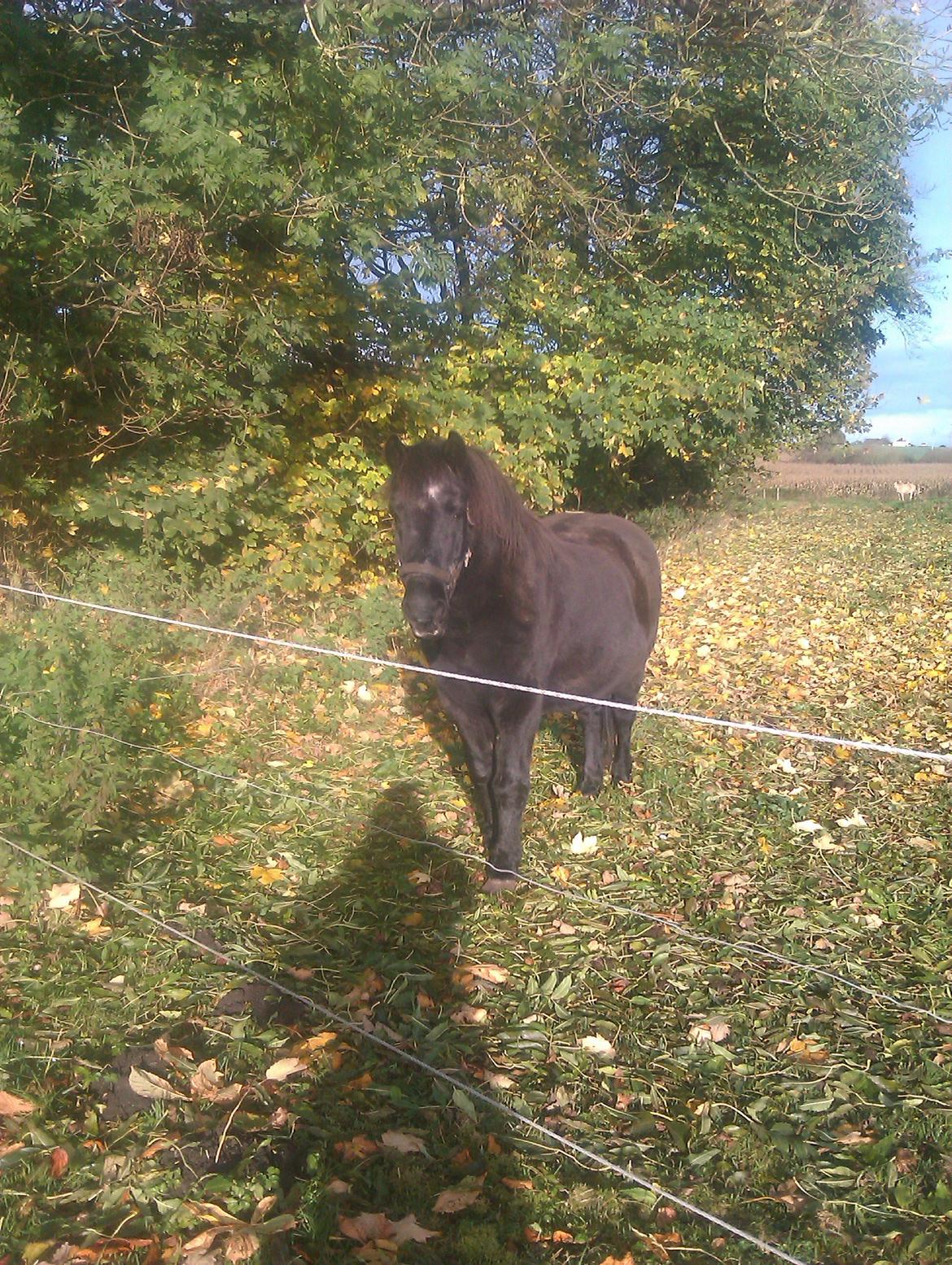 Anden særlig race Lukas - LOVE YOU !!!!!!!!!!!!!!!!!!!!!!!!<3<3<3<3<3<3 billede 8