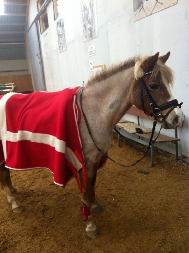 Anden særlig race Unique billede 5