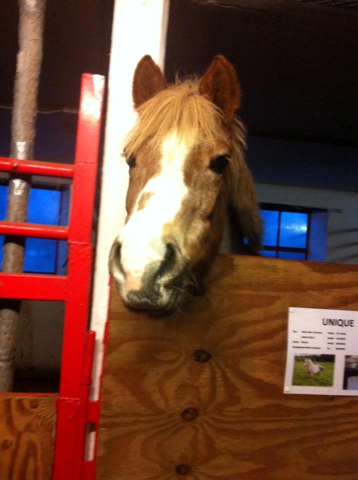 Anden særlig race Unique billede 9