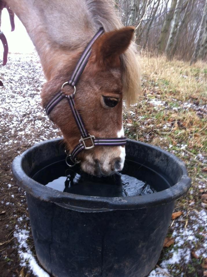 Anden særlig race Unique billede 8
