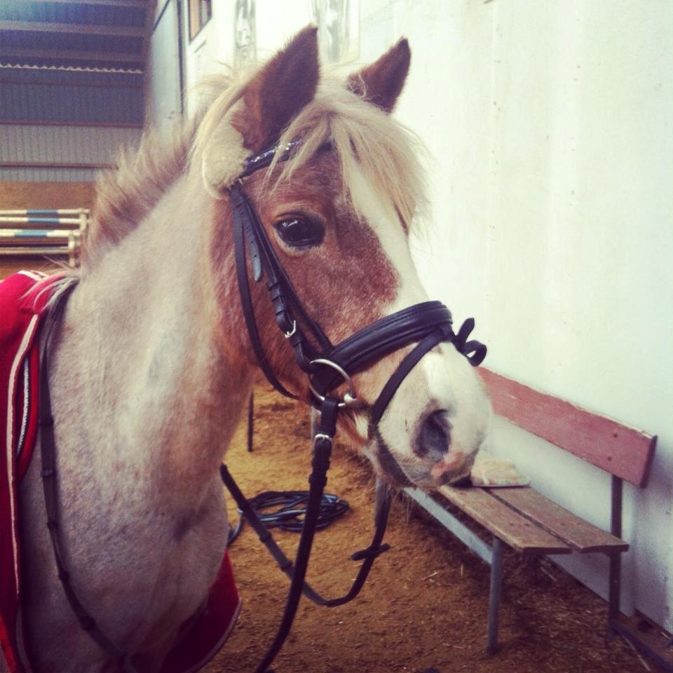 Anden særlig race Unique billede 4