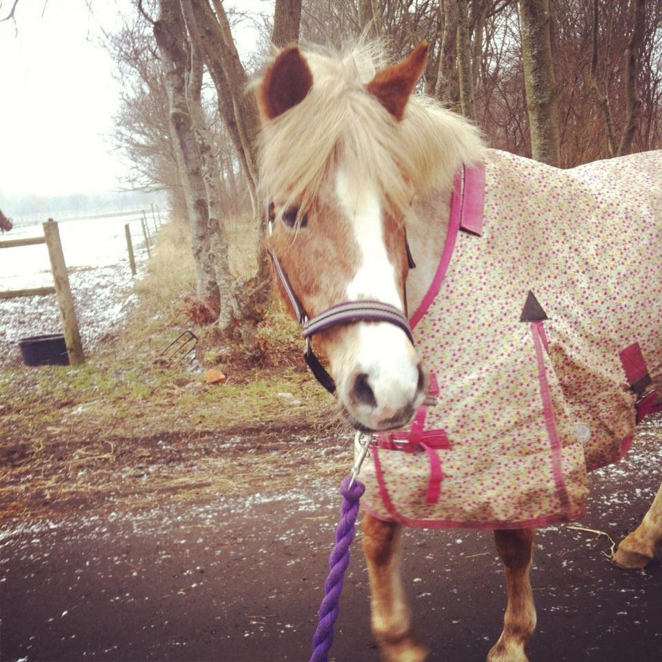 Anden særlig race Unique billede 3