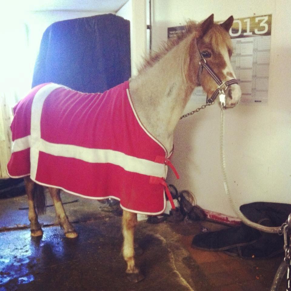 Anden særlig race Unique billede 2