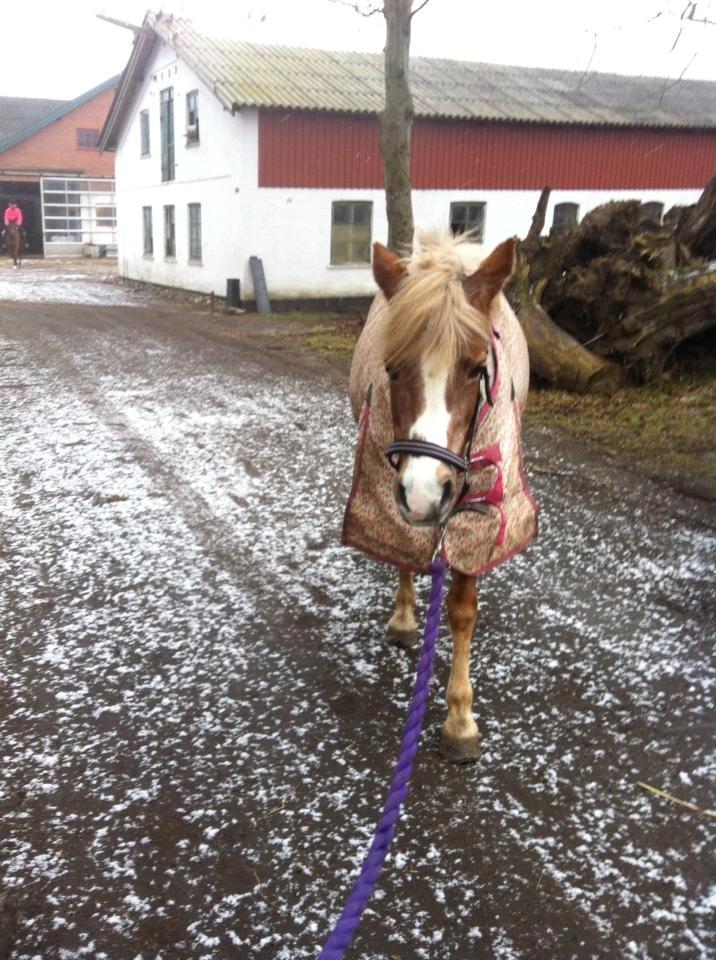 Anden særlig race Unique billede 10