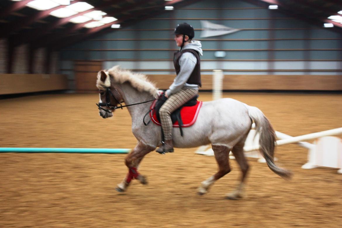 Anden særlig race Unique billede 6