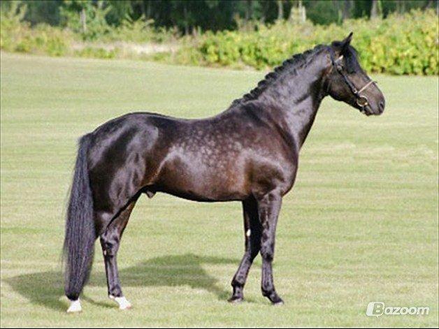 New Forest Elmholts Raket Alvs Hingst.**Tidligere A-pony** billede 1