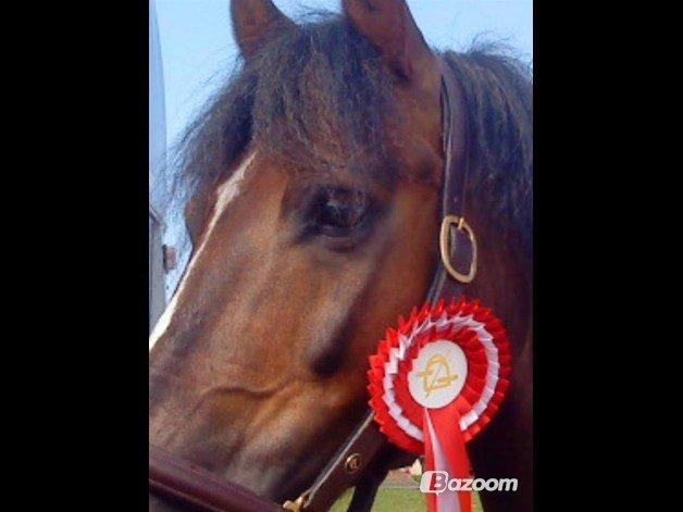 Welsh Pony af Cob-type (sec C) Rolo - Daffe!:-*<3333 billede 6