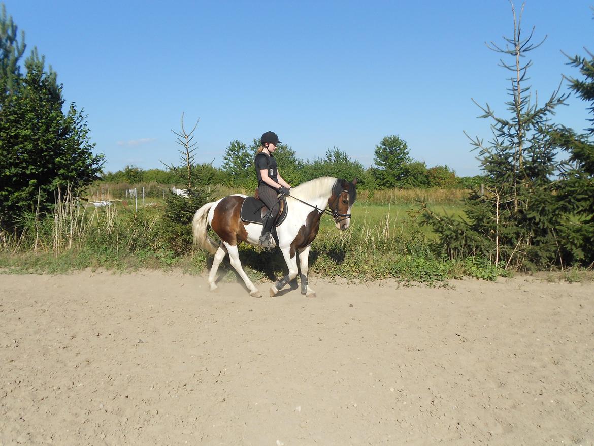 Anden særlig race Jolly Jumper - Lidt træning<3! billede 7