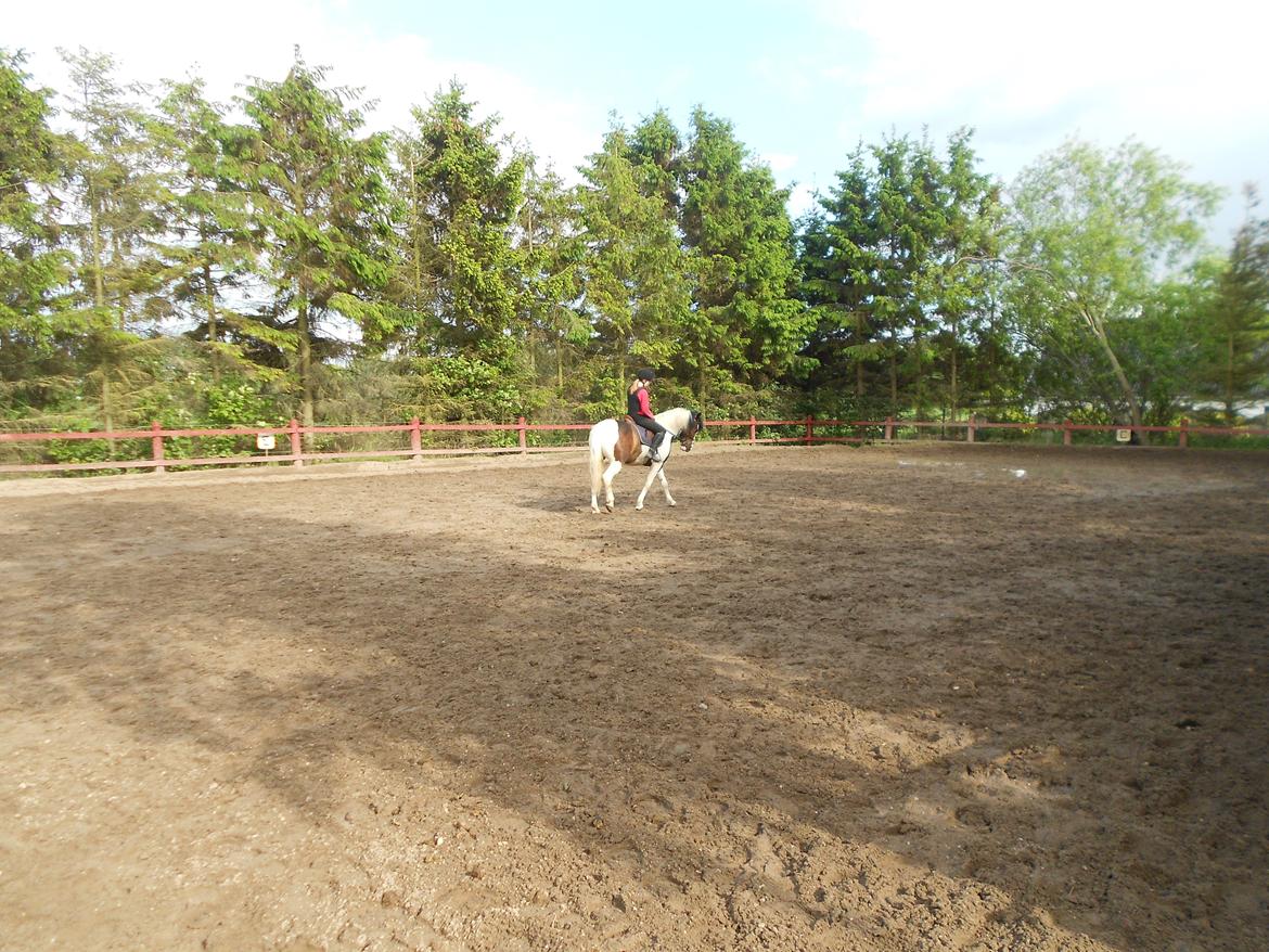 Anden særlig race Jolly Jumper - Træning!<3 billede 14