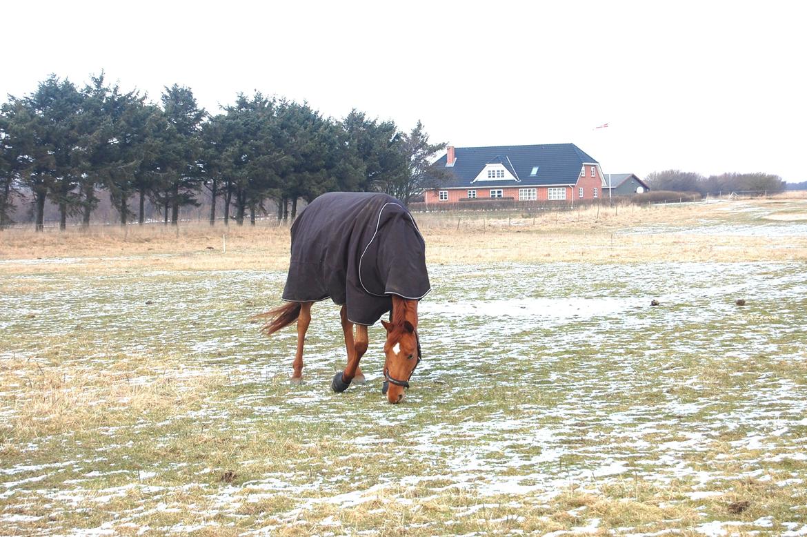 Hannoveraner Pippi Langstrømpe billede 3