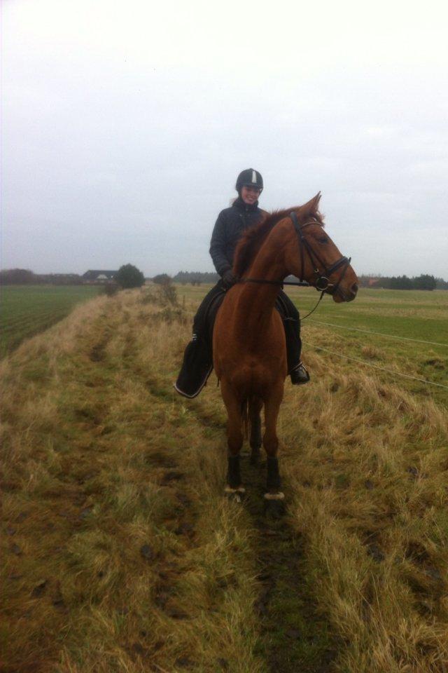 Hannoveraner Pippi Langstrømpe - Det var 2 gang jeg red hende og red hende hjem billede 4