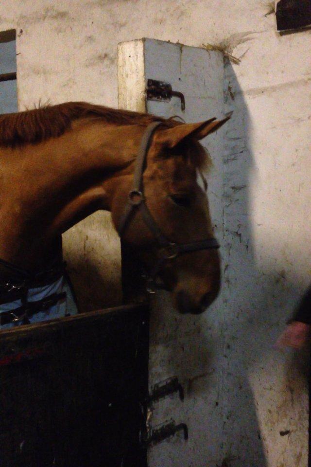 Hannoveraner Pippi Langstrømpe billede 5