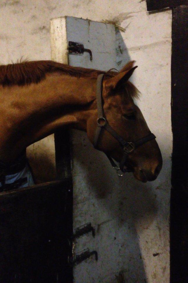 Hannoveraner Pippi Langstrømpe billede 6