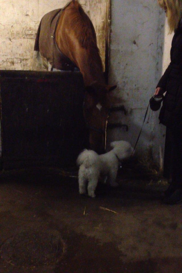 Hannoveraner Pippi Langstrømpe - Pippi og Ossie er blevet rigtig gode venner billede 7