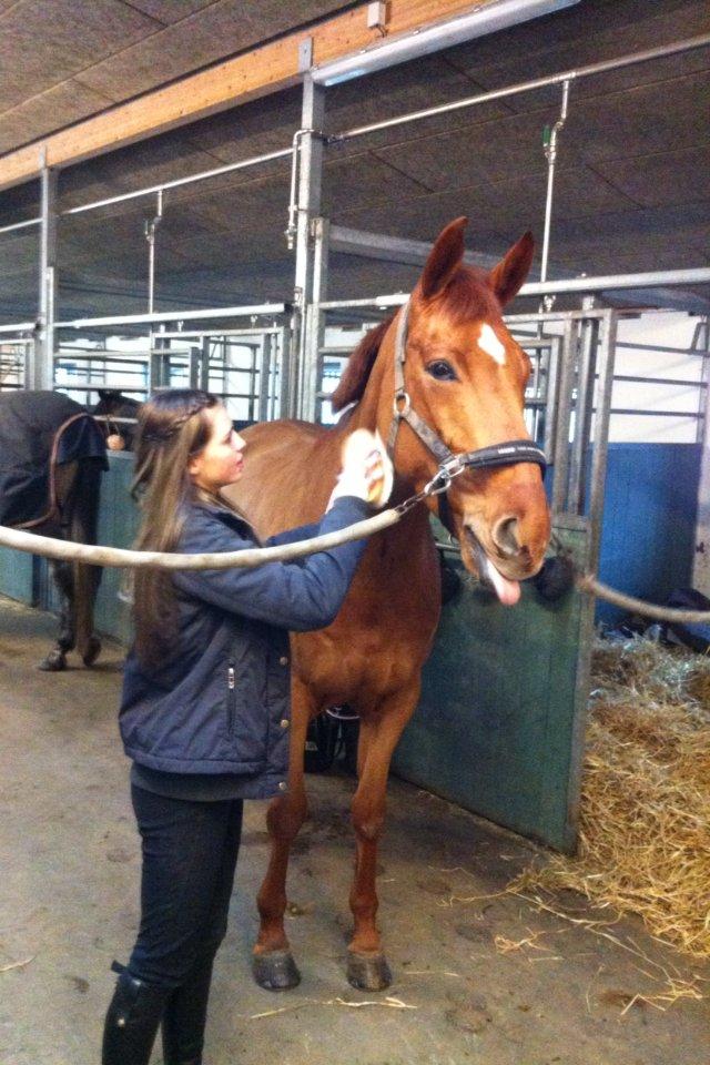 Hannoveraner Pippi Langstrømpe - Ved at gøre hende klar til at ride hjem billede 8