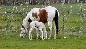 Paint Tequilla Blue R.I.P billede 1